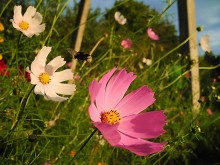 Hummelflug und Blume / ***