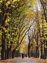 Goldene Allee / ***