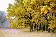 Oak Grove an der Biegung des Don. / ***