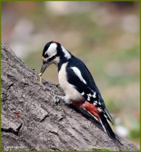 Niemand von euch will ich nicht aufgeben. / ***