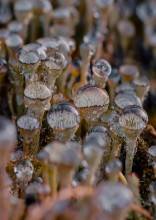 Vollschale Cladonia ... / ***