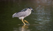 Black-crowned Night-Heron / Nyctanassa violacea