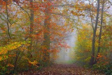 Colors of the forest. / ***