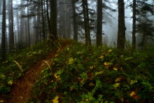 Walking in den herbstlichen Wald / ***