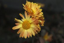 Chrysanthemen / ***