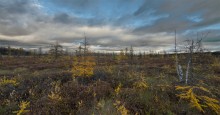 Mer Bleue Bog / Mer Bleue Bog