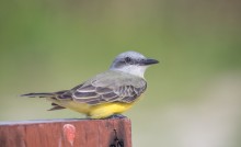 Great Kiskadee (female) / Great Kiskadee (female)