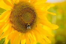 Sonnenblume und Biene / ***