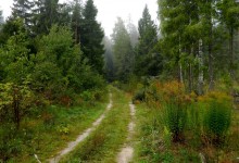 Der Weg in den Wald / ***