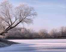 Frost auf dem Teich / ***