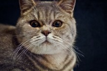 Kote =) / ***