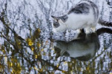 Einen Fisch gefangen große und kleine ... / ***