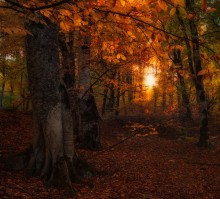 Tales of einem herbstlichen Wald ... / ...