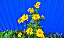 Gelbe Blumen des Herbstes / ***