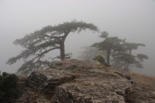 Pine Bäume und Nebel ... / ***