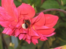Blume / ***