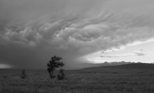 Asperatus / ***