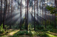 Durch den Nebel / ***