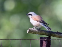 Sad shrike / ***