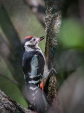 Blutige Essen pickt am Fenster ... / ***