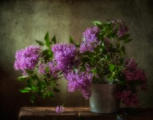 Perser lilac ... / ...