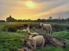 Sheep in the morning. / ***