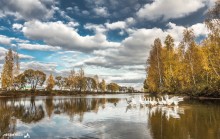 Gänse auf dem Wasser / ***