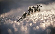 ..im die Vorfreude auf Frühling .. / .....