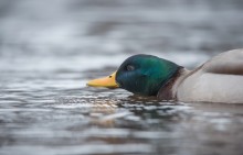 low spreads / The Mallard duck