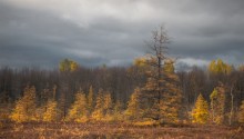 Mer Bleue Bog / Mer Bleue Bog