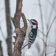 Downy Woodpecker / male