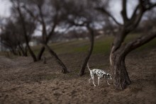 Dalmatian / Near from Black Sea