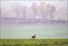 Am Morgen, in den Feldern von Mähren / ***