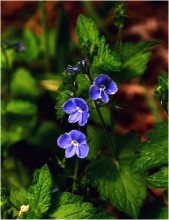 Sommerblumen / ***