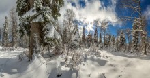 Spuren im Schnee. / ***