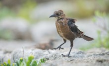 Great-tailed Grackle / The great-tailed grackle or Mexican grackle (Quiscalus mexicanus) is a medium-sized, gregarious passerine bird native to North and South America