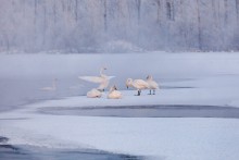 Eisiger Morgen auf dem Swan / ***