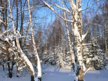 Winter / ***