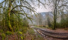 Winterwald in Abchasien. / ***