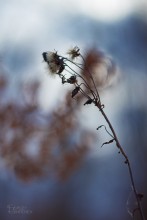 Winter-Bouquet / ***