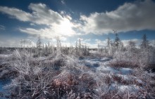 Mer Bleue Bog @ Winter / Mer Bleue Bog @ Winter