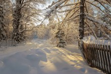 Weihnachtswald ... / ***