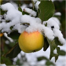 Noch einmal über Äpfel im Schnee / ***