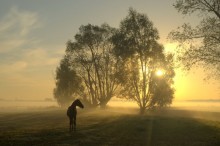 Horse in the morning light. / ***