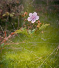 Blühende Blume der Freude / ***