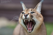 Caracal / ***