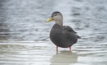 American Black Duck / American Black Duck