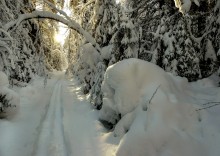 Gehen Sie auf Skiern in den Winterwald ... / ***