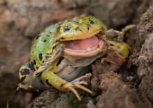 Molting Frosch / ***