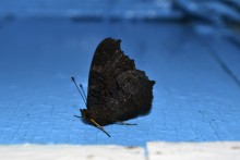 Schmetterling Urtikaria / ***